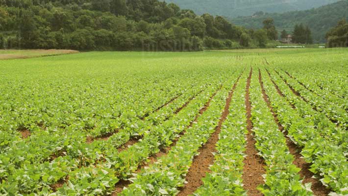 زمین کشاورزی زمین کشاورزی